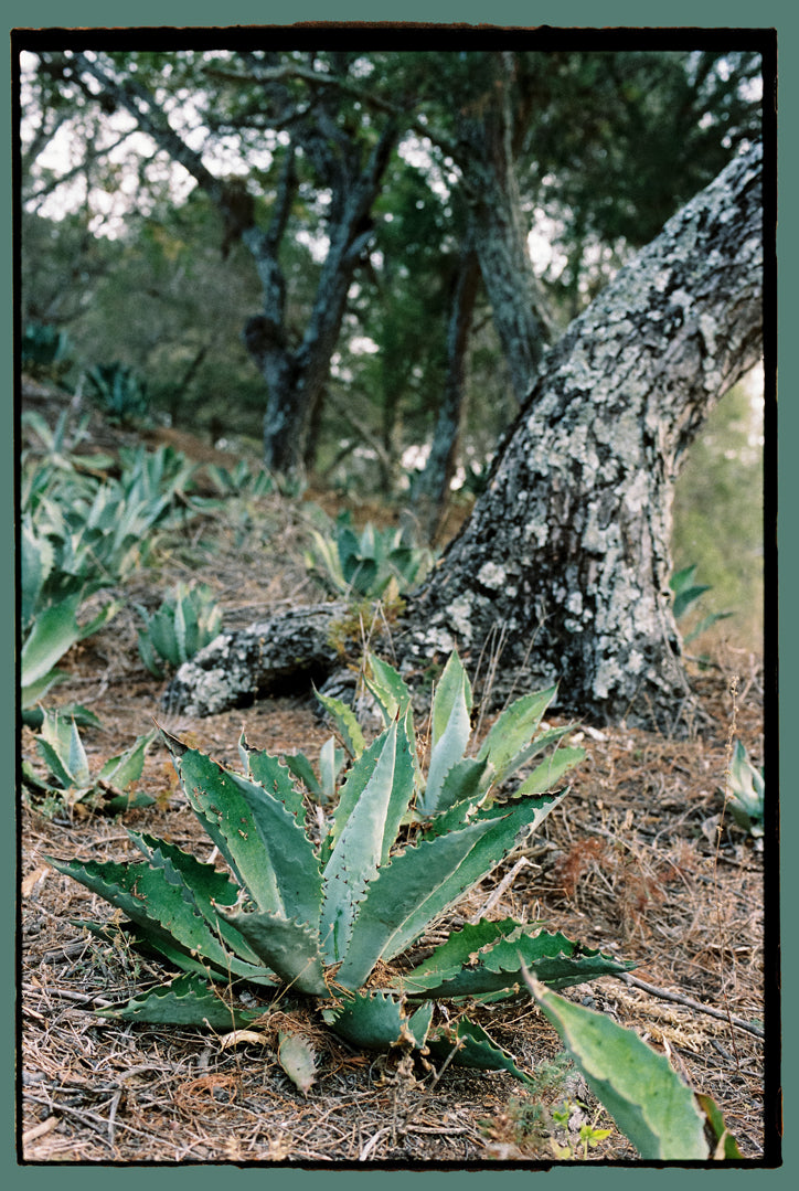 Agave plant in front of old tree